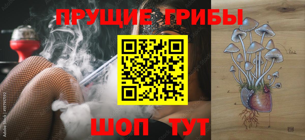 Псилоцибиновые грибы Psilocybine cubensis Красногорск